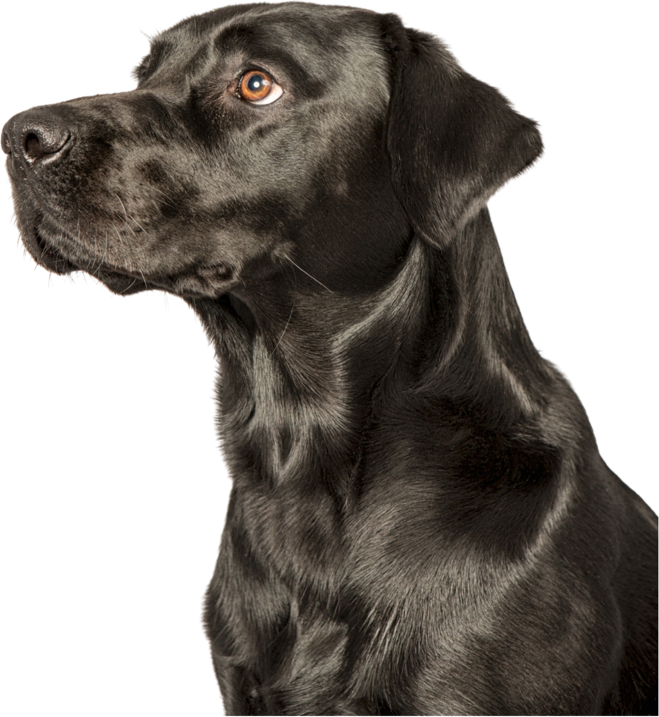 Photo of a black labrador on a clear background.