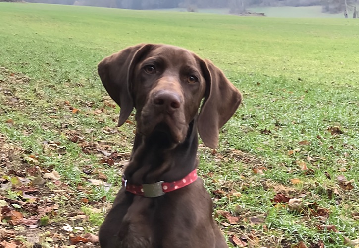 Brown dog in a field looking at the camera.