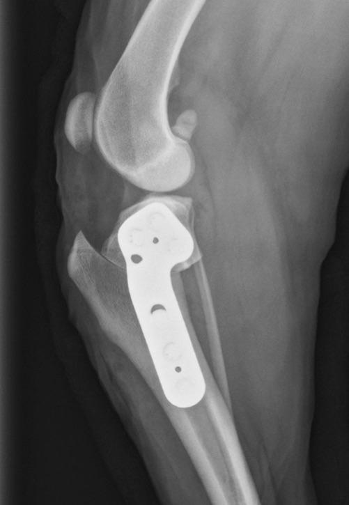 Canine knee x-ray after TPLO surgery