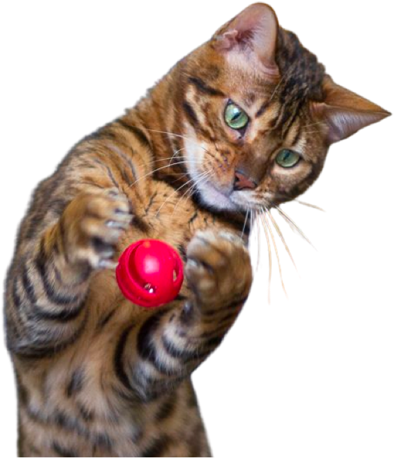 Cat playing with a red ball.