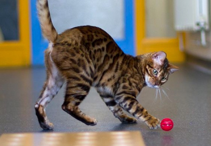 Cat playing with a red ball.