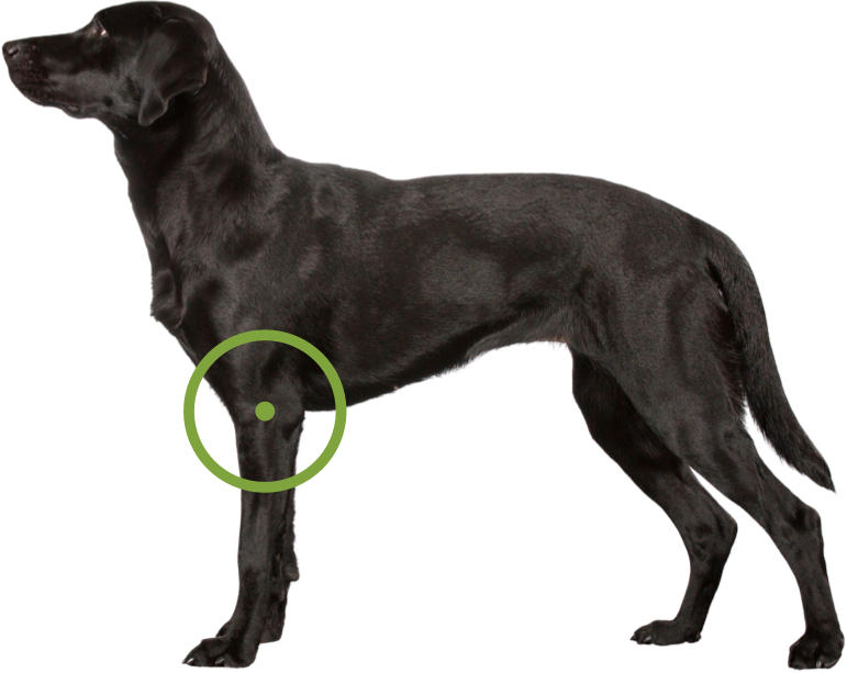 Black labrador with an icon over its elbow