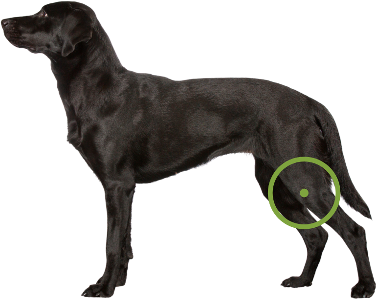 Black labrador with an icon over its knee for Patellar Luxation.