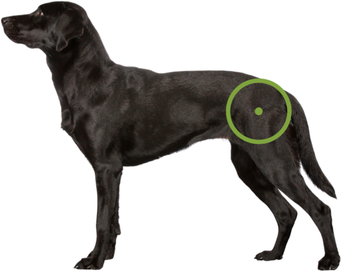 Black labrador with an icon over its hip for Total Hip Replacement.