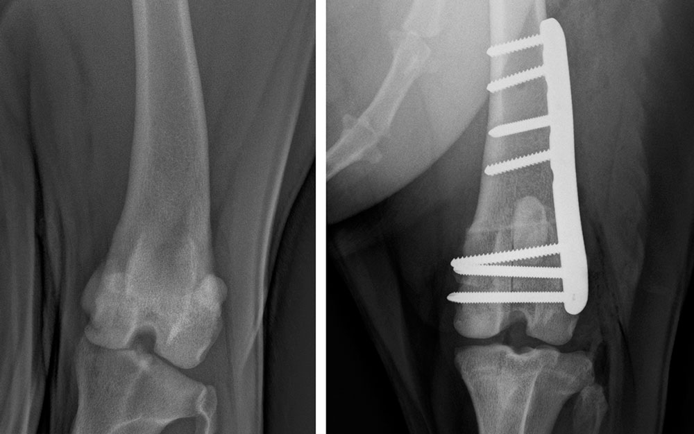 X-ray after distal femoral osteotomy for patellar luxation