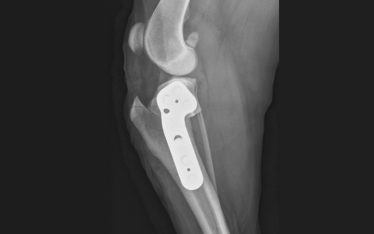TPLO surgery in a dog x-ray